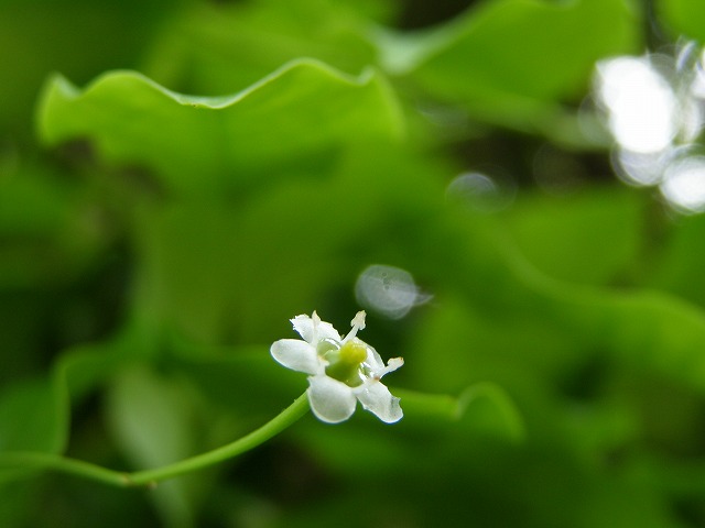 a0018655_1058279.jpg