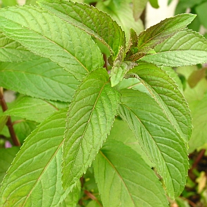 e0130657_16143620.jpg