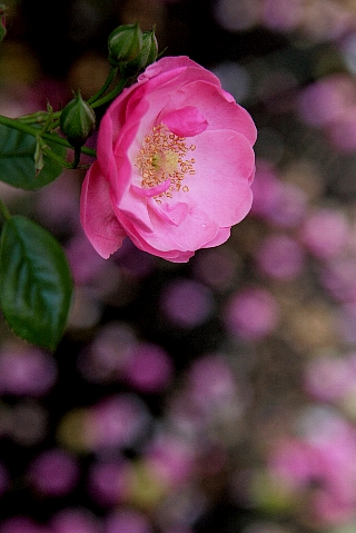 Rose Garden 2008_a0019858_2128882.jpg