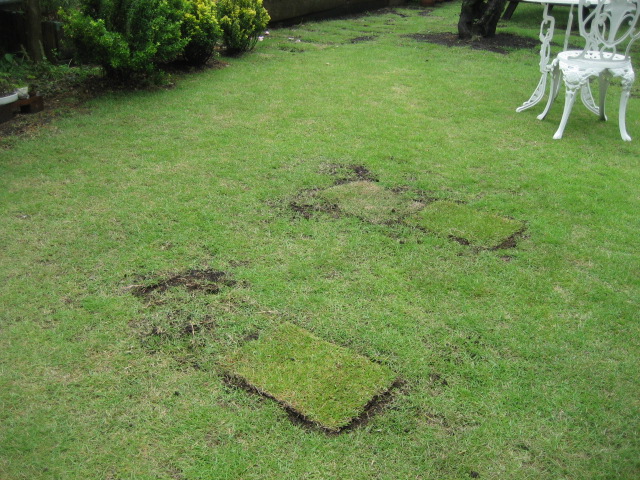 芝の手入れ 散歩道 芝の手入れ 散歩道