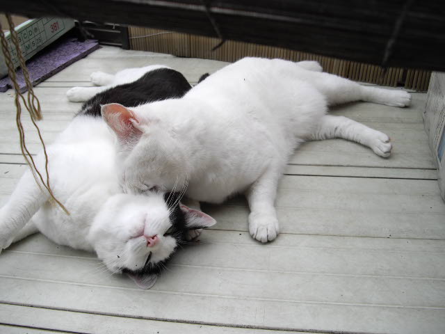 痩せたいんですけれど・・・_d0116059_1601394.jpg