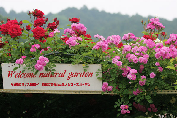 薔薇_e0071967_9112896.jpg