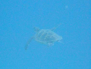海洋実習の最終日_b0033573_17213497.jpg