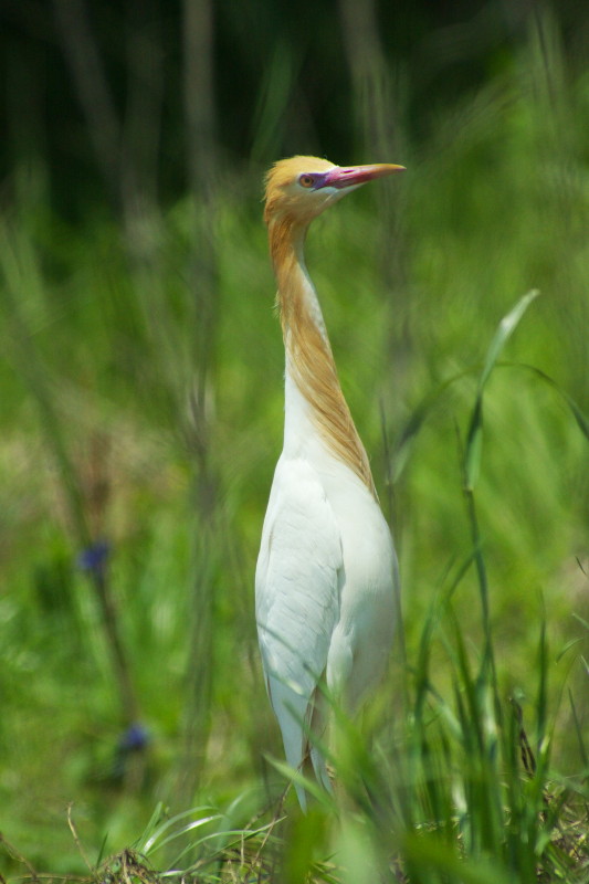 田んぼで見た鳥たち_b0044477_10521265.jpg