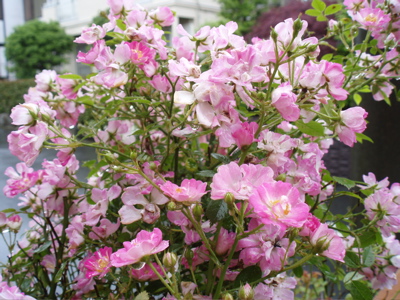 f0130894_1841258.jpg