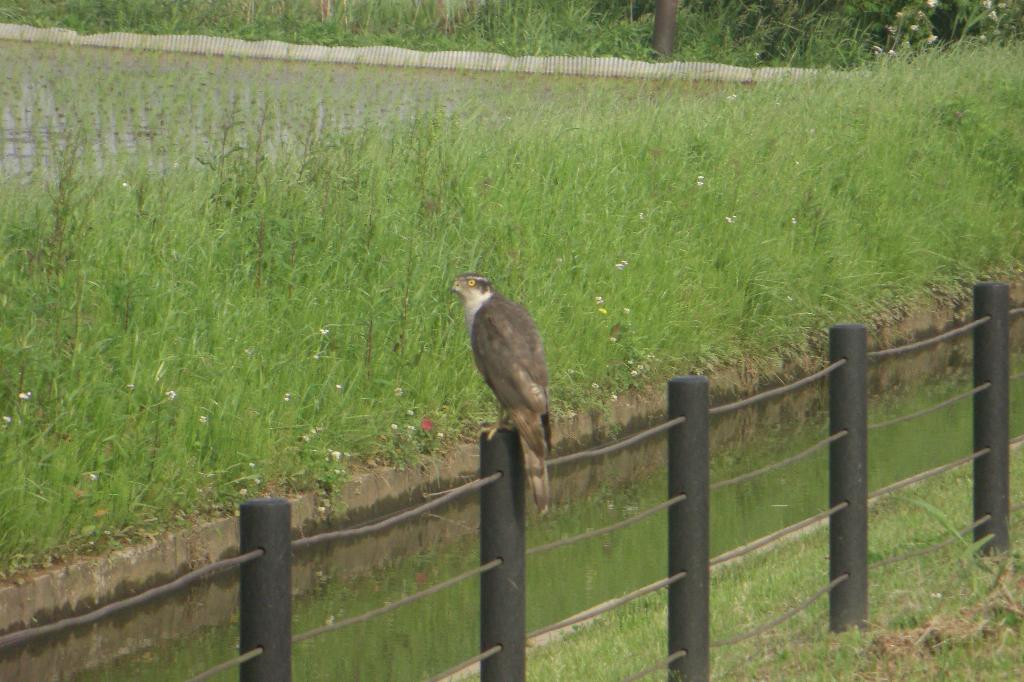 『手賀沼早朝ポタリング／鳥』_a0104495_2051527.jpg