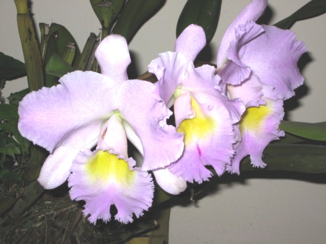 e0118096_9263134.jpg