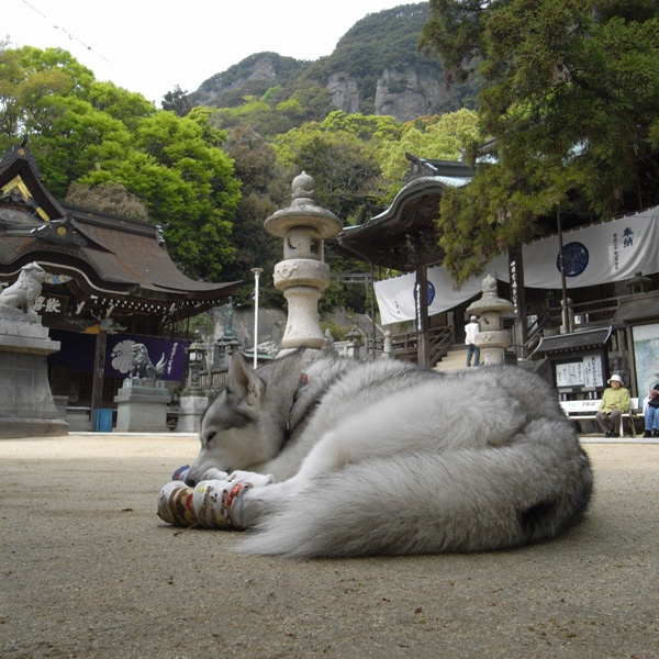 お遍路再開　４月２５日　屋島寺・八栗寺_c0049299_21234763.jpg