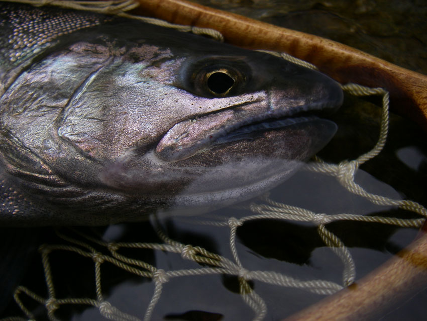 HONTANI_c0095801_2228314.jpg