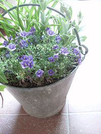 c0129702_9551731.gif