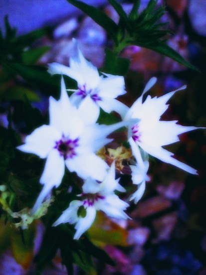 キキョウナデシコ 星咲フロックス Les Photos Quotidienne