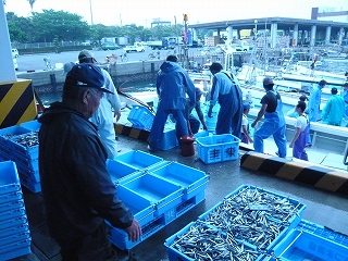 日本一のキビナゴ_f0157910_16204755.jpg