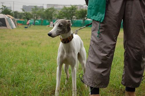 NPAコーシング記録会、雨ざんざん_c0158813_12565594.jpg