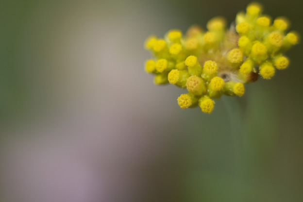 高麗の里の花_b0010915_2249578.jpg