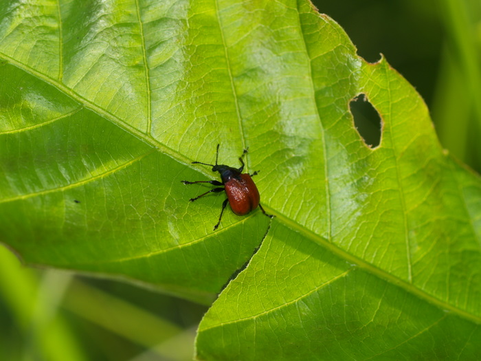 オトシブミ_c0116915_2357245.jpg