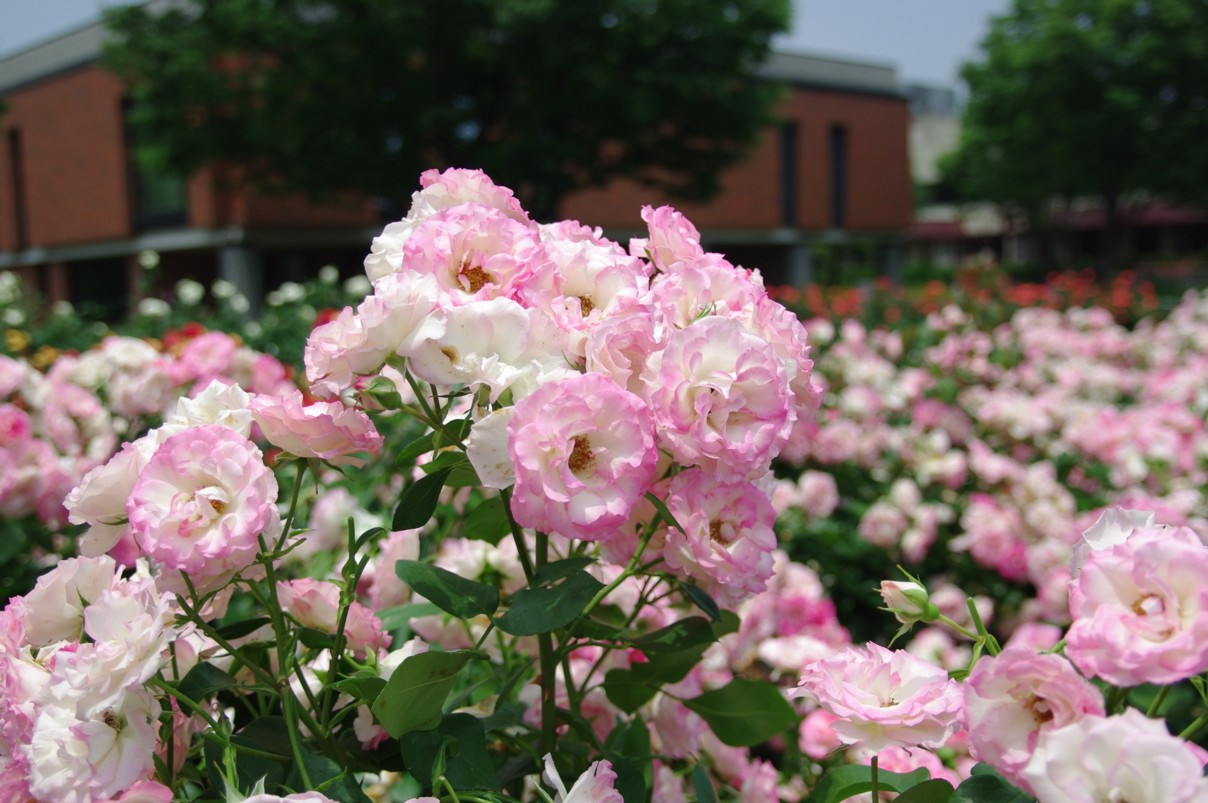 初夏の花_d0079432_20502423.jpg