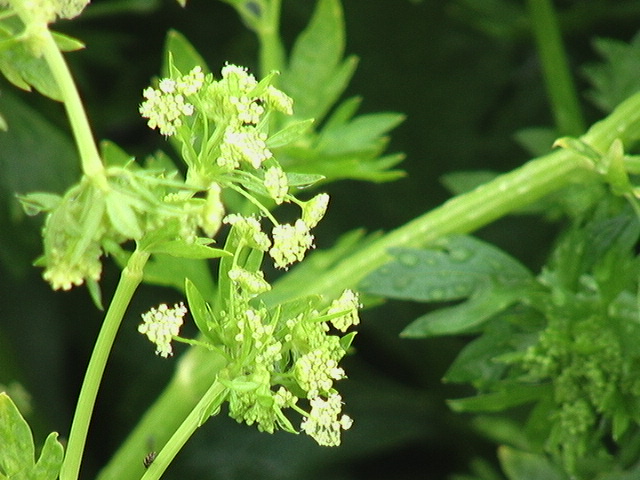 セロリの花 13 721歩 今日の一枚 セロリの花 13 721歩 今日の一枚