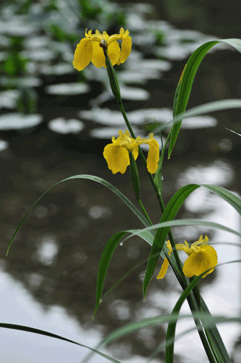 c0093046_658597.gif