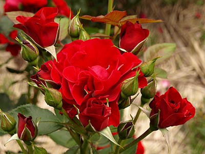 春の薔薇フェスタ 神代植物公園 ガジャのねーさんの 空をみあげて Hazle Cucu 春の薔薇フェスタ 神代植物公園 ガジャのねーさんの 空をみあげて Hazle Cucu