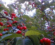 a0025257_17295780.jpg