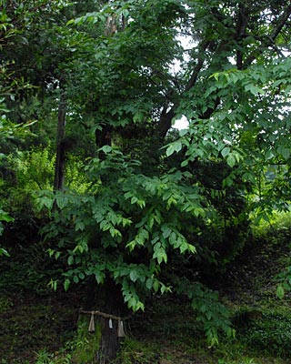 e0035757_2320596.jpg