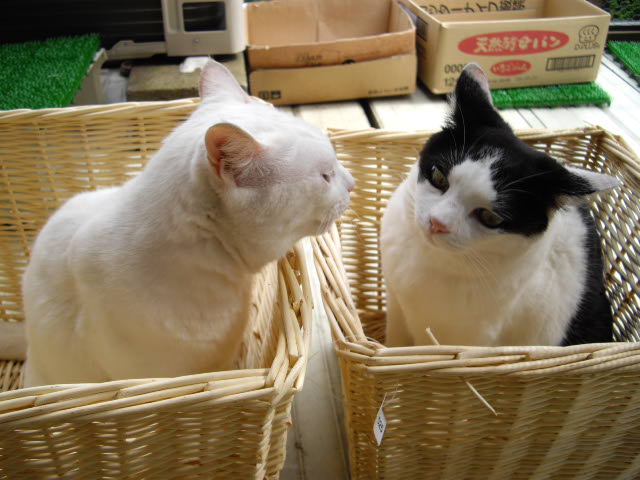 誰も通らないな~_d0116059_22122586.jpg