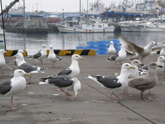 苫小牧漁港のカモメ_d0153062_17144728.jpg