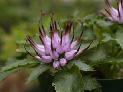 悪魔の爪 Phyteuma Comosum Alpineflower
