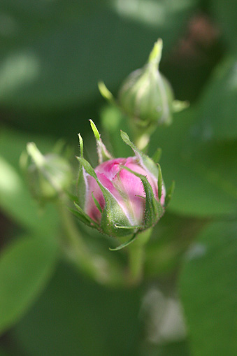 c0006870_80961.jpg