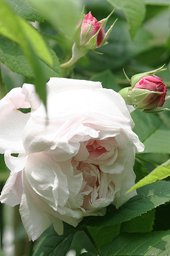 c0006870_83317.jpg