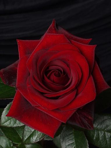 酒鬼薔薇、日本で表舞台に「デビュー」から11年_c0139575_2321886.jpg