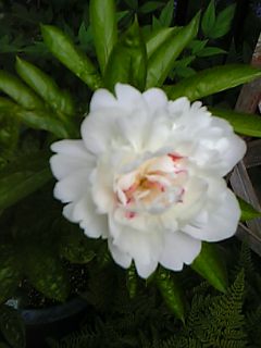 a0095980_16385992.jpg