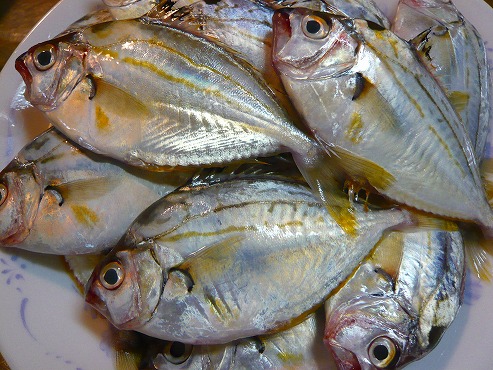 旬の食べ物 ゼンメ ２００８年５月２６日 月 ねことぼちぼち