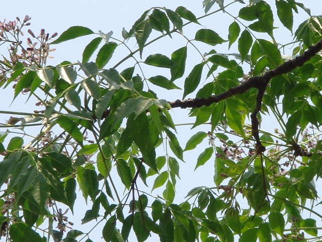 センダンの花 Smile 自然の散歩道