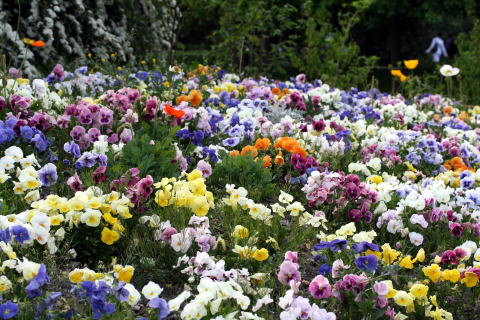 パリ花公園~♪_c0090198_14469.jpg