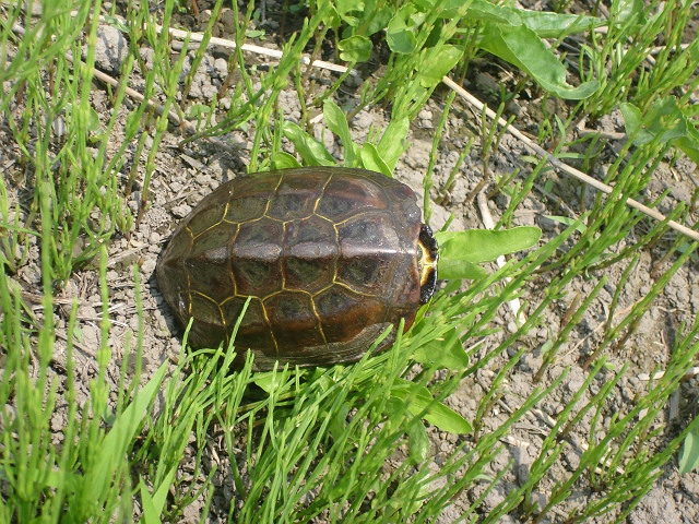 捕獲　110番通報でしたが、、、　カメ_c0079001_23172198.jpg