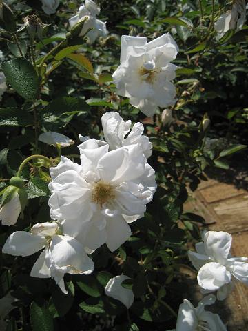 草ぶえの丘薔薇園2008_f0065114_21123342.jpg