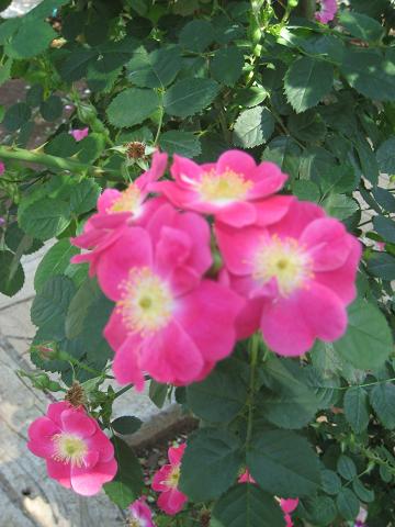 草ぶえの丘薔薇園2008_f0065114_21225214.jpg