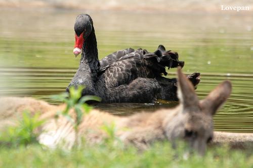 埼玉こども動物自然公園_c0136926_10432747.jpg