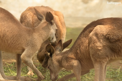 埼玉こども動物自然公園_c0136926_1043938.jpg