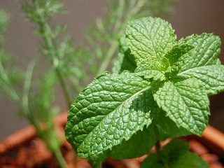 e0090926_16213964.jpg