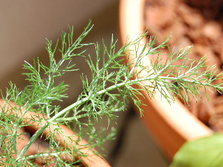 e0090926_1622244.jpg
