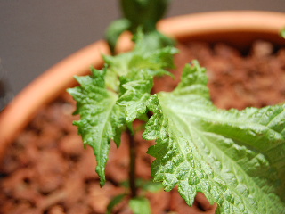 e0090926_16265243.jpg