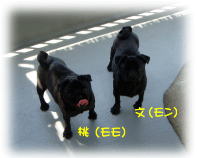 b0078030_23382186.gif