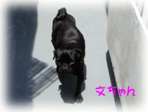 b0078030_233924.gif