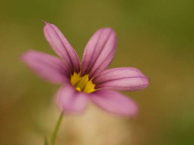 新緑と花々に癒されて....つくば植物園Ⅱ_f0103534_2253086.jpg