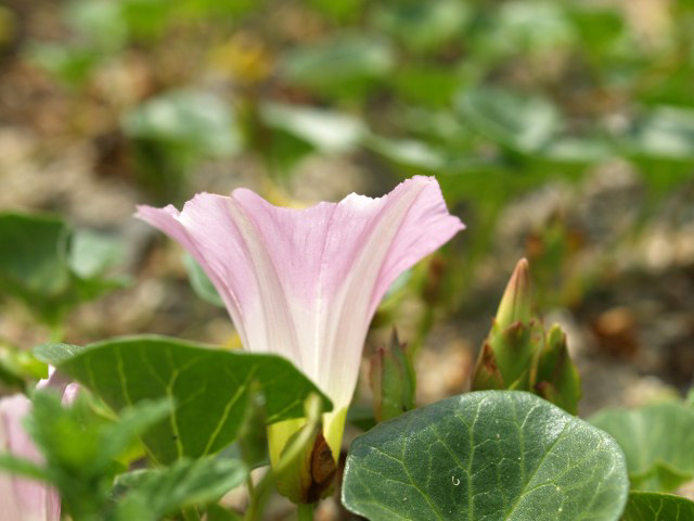 新緑と花々に癒されて....つくば植物園Ⅱ_f0103534_22562617.jpg