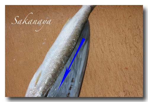 魚の捌き方 背開き カマスを使って説明します 魚屋三代目日記