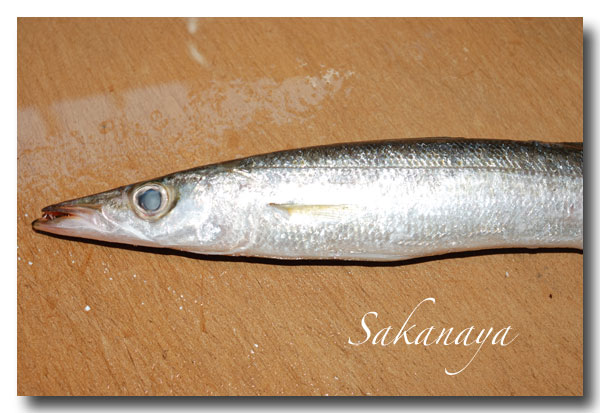 魚の捌き方 背開き カマスを使って説明します 魚屋三代目日記