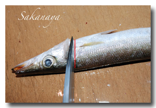 魚の捌き方 背開き カマスを使って説明します 魚屋三代目日記 魚の捌き方 背開き カマスを使って説明します 魚屋三代目日記